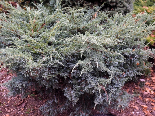 Juniperus squamata 'Holger'