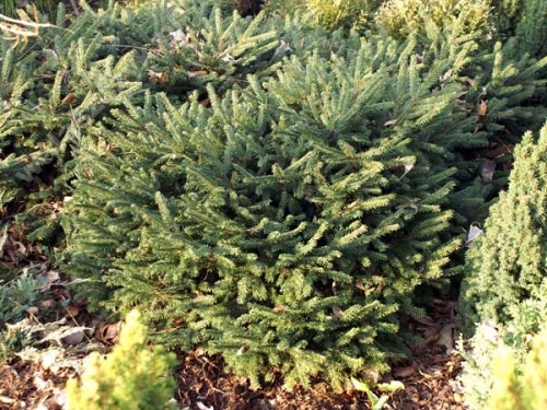 Picea abies 'Pumila Glauca' 
