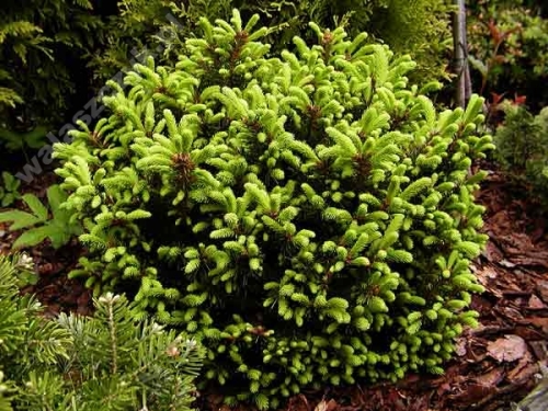 Picea abies 'Ohlendorffii'