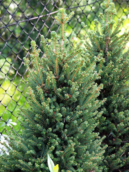 Picea abies 'Will’s Zwerg'