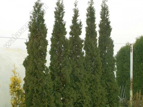 Thuja occidentalis 'Spiralis'