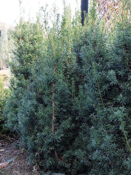 Taxus media 'Hicksii'