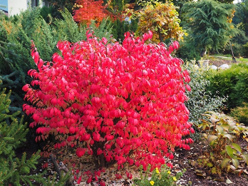 Euonymus alatus 'Compactus' 