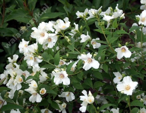 Philadelphus 'Belle Etoile'