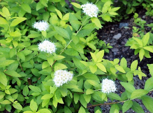 Spiraea japonica 'White Gold' 