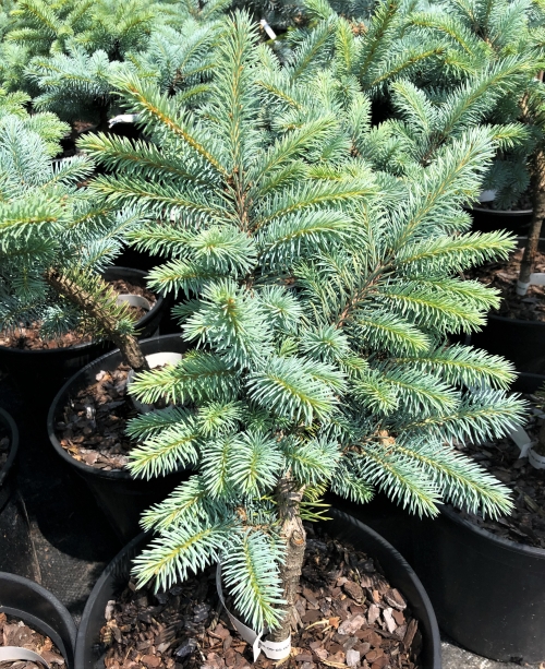 Picea pungens 'Glauca Globosa' 