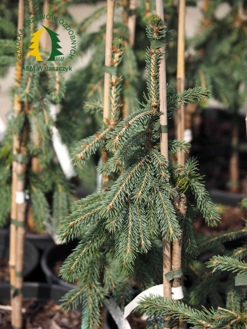 Picea engelmannii 'Bush's Lace'