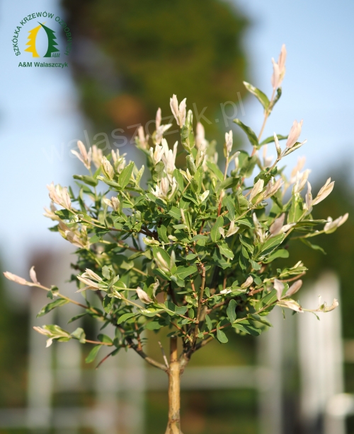 Salix integra 'Hakuro Nishiki'