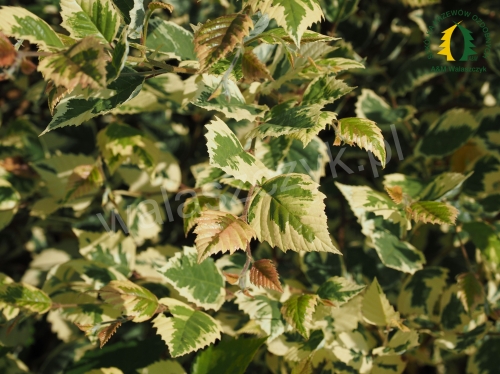 Betula nigra