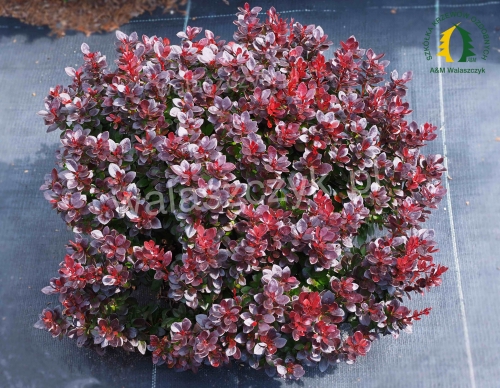 Berberis thunbergii 'Figa' ®