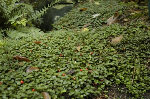 Mitchella repens