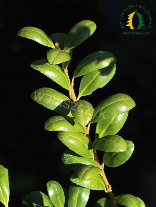 Ilex crenata 'Convexa'