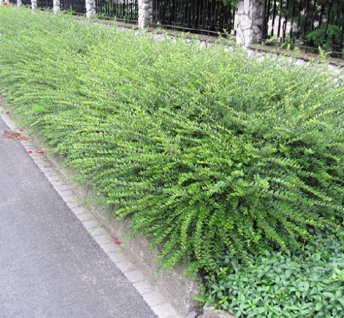 Lonicera pileata
