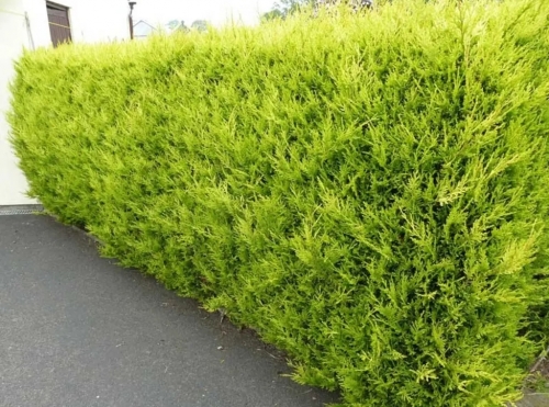 Cupressocyparis leylandii 'Castlewellan Gold'