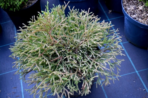 Thuja occidentalis 'Going Down'