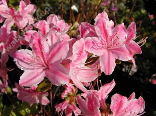 Azalea japonica 'Kermesina Rosé' C4