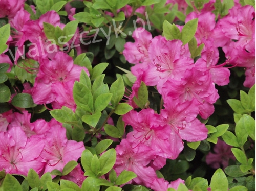 Azalea japonica 'Kirstin' C4