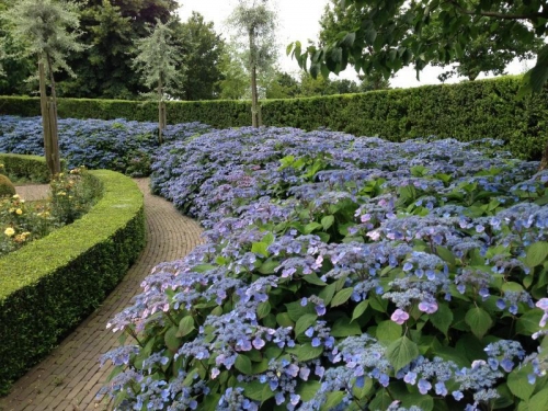 Hydrangea serrata 'Veerle' PBR