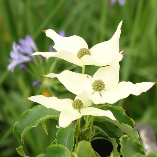Cornus kousa 'Big Apple'