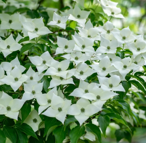 Cornus kousa 'Milky Way'