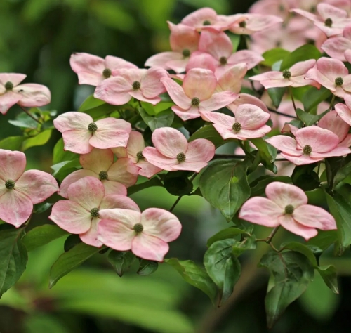 Cornus kousa 'Satomi'