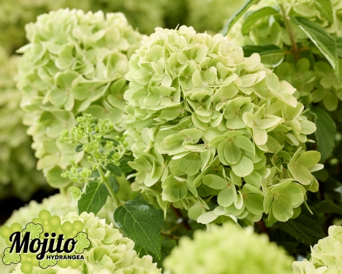 Hydrangea paniculata 'Mojito' ® 