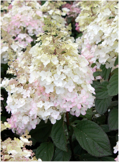 Hydrangea paniculata 'Petite Lantern' ® (Lissjudy) (C15/C20)