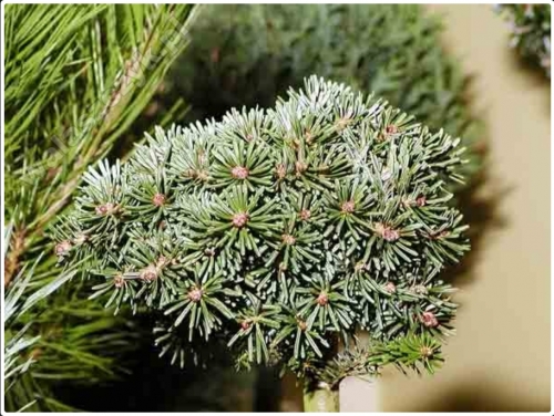 Abies koreana 'Kristallkugel'