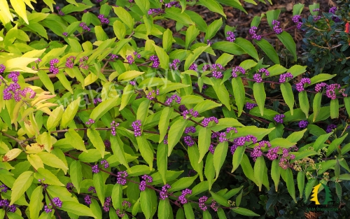 Callicarpa dichotoma 'Issai'
