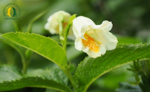 Weigela middendorffiana 'syn. Macrodiervilla mid.' 